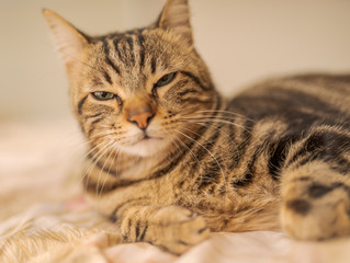 Beautiful short hair cat lying on the bed at home