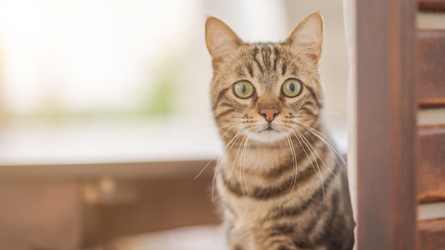 Cute short hair at the garden sittion on a chair outdoors, playing outside on a sunny day