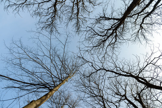 Low angle view of barren trees on a sunny day in the park