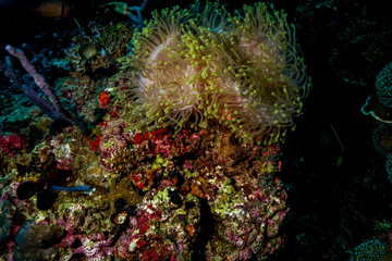 Fototapeta na wymiar Anemone coral and fish at the Maldives