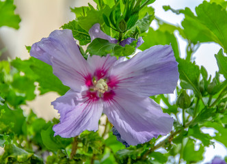 violet flower closeup