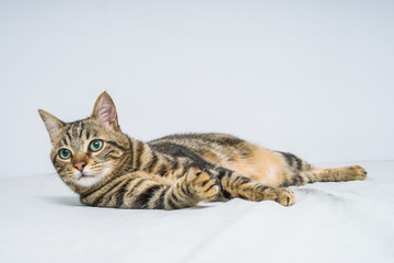 Beautiful short hair cat lying on the bed at home