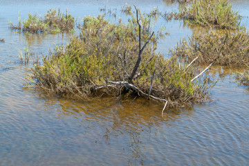 brine lagoon closeup