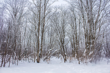 Fototapeta premium Winter landscape in cloudy weather. Snow picture. Trees in the snow.