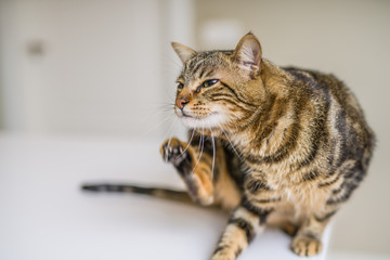 Cute short hair cat looking curious and snooping at home