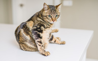 Cute short hair cat looking curious and snooping at home