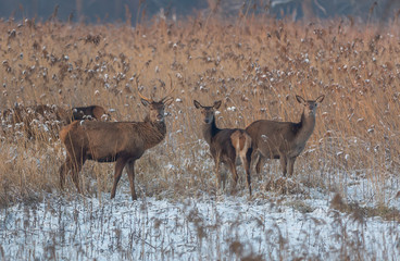 Red Deer Winter Netherlands