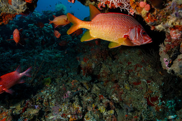 Naklejka na ściany i meble Tropical fish at the Maldives