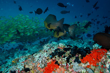 Fototapeta na wymiar Tropical fish at the Maldives
