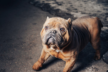 Thoughtful bulldog on a walk.