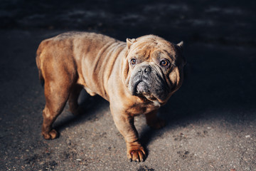 Thoughtful bulldog on a walk.