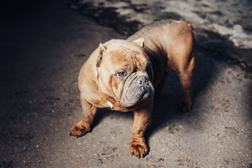 Fototapeta premium Thoughtful bulldog on a walk.