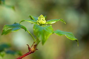 Young hydrangea buds growing in a spring garden.