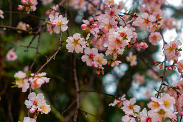 Blooming almond flowers