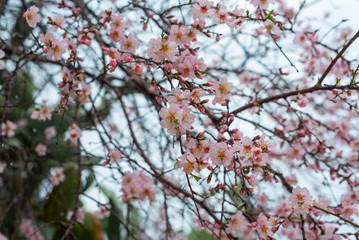 Blooming almond flowers