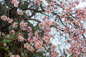 Blooming almond flowers