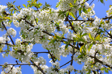 Close up on white cherry blossoms. Spring background.