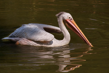 Pelican in a lake