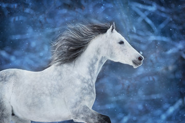 Naklejka na ściany i meble White arabian horse run fast on winter landscape