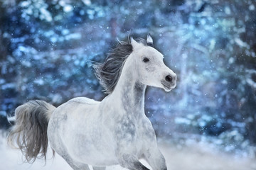 Plakat White arabian horse run fast on winter landscape