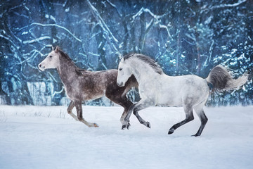 Grey arabian horses run gallop in snow