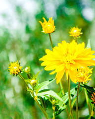 Yellow Flower vertical view