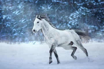 Obraz na płótnie Canvas White stallion run in snow field