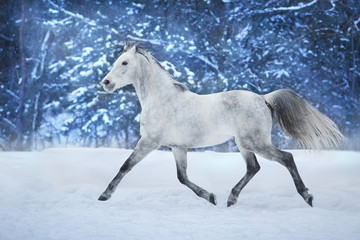Plakat White stallion run in snow field