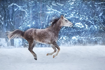 Fototapeta na wymiar White stallion run in snow field