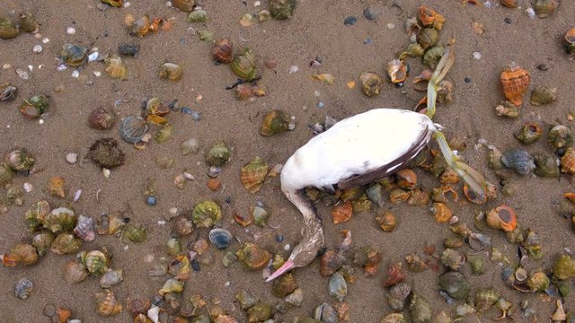 Dead bird among the rapan shells on the sandy sea beach after storm. Close-up view.