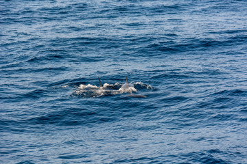 Obraz premium Dolphins swimming in blue ocean near the coast of Tenereife.