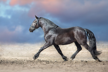 Obraz premium Beautiful frisian stallion run in sand against dramatic sky