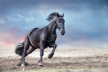 Obraz na płótnie Canvas Beautiful frisian stallion run in sand against dramatic sky