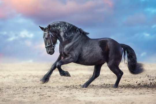 Beautiful frisian stallion run in sand against dramatic sky
