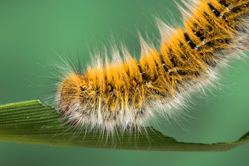 Eggar Moth (lasiocampa trifolii) caterpillar