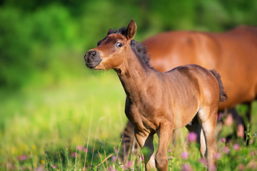 Bay colt close up on spring green meadow