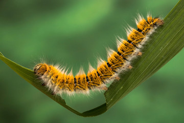 Eggar Moth (lasiocampa trifolii) caterpillar