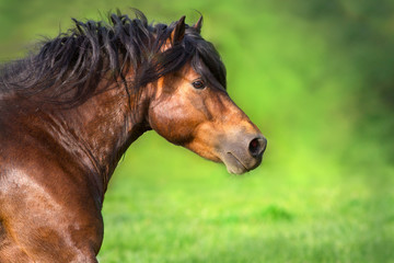 Fototapeta na wymiar Bay stallion with long mane close up portrait in motion