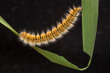 Eggar Moth (lasiocampa trifolii) caterpillar