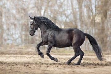 Frisian stallion run on autumn lansdscape