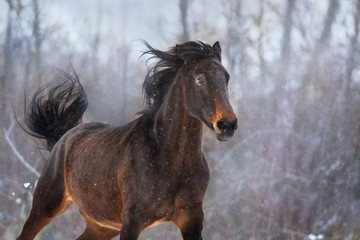 Fototapeta na wymiar Bay horse run in snow