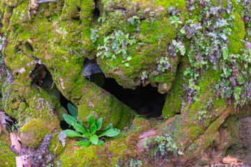 the moss on the stones