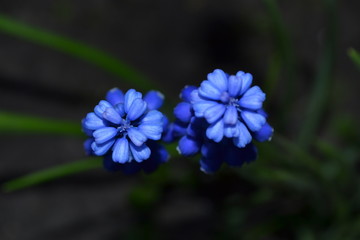 blue flower closeup