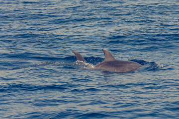 Fototapeta premium Dolphins swimming in waste blue ocean - spectacular experience of encountering sea animals.