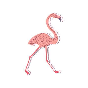 Hand drawn vector design of walking pink flamingo, side view. Exotic bird with long neck and legs. Wildlife theme
