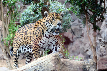 Leopard  Raubkatze 