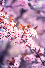 Blossoming pink flower background, natural wallpaper. Flowering decorative Japanese cherry branch in spring garden, macro image with copyspace and beautiful bokeh