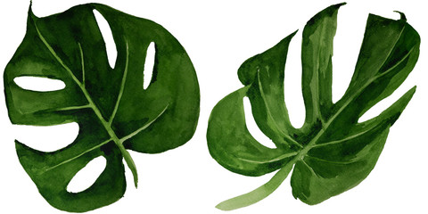Watercolor tropical monstera leaf