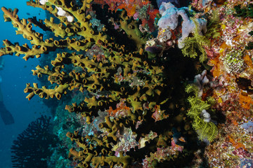 Fototapeta na wymiar Coral reef at the Maldives 