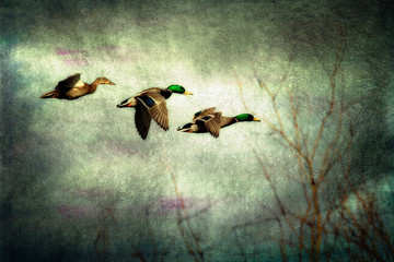Flight of mallard ducks with a moody grungy texture background